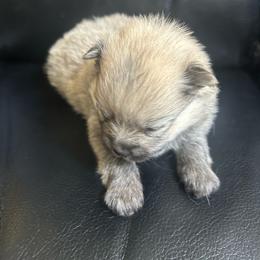 Tanner - Cream sable male Pomeranian puppy in Randleman, North Carolina from Luxurious Poms