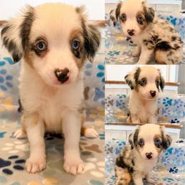 Blue Merle female - Blue merle female Miniature Australian Shepherd puppy in Brooker, Florida from Honey, I Shrunk the Aussies