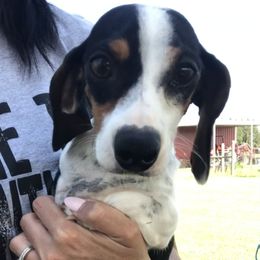 Pixie - Dachshund