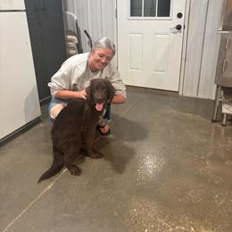 Akbar - Brown male Newfoundland puppy in Guthrie, Kentucky from Bourbon Water Newfoundlands