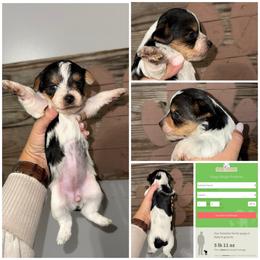 Lola Bean - Parti female Yorkshire Terrier puppy in Cleveland, Tennessee from Moody’s Morkies and More