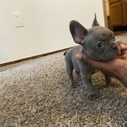 Baby Boston - Brindle male French Bulldog puppy in Norman, Oklahoma from Barters Kennel