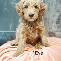 Eve - Apricot female Goldendoodle puppy in Pasco, Washington from Camp Doodle Woods