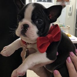 Boston Terrier Puppies from Melissa Holifield