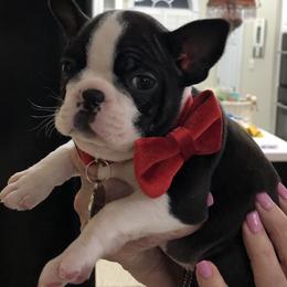 Boston Terrier Puppies from Melissa Holifield