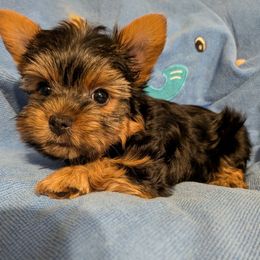 Kase(Bear) - Black and tan male Yorkshire Terrier puppy in Gatesville, Texas from KontryKritterz Yorkies