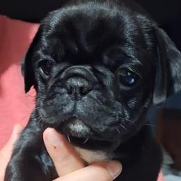 Black n White Girl 2 - Black female Pug puppy in Gadsden, Alabama from Carla's Pugs