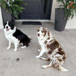 Border Collies from KAR3 Farms