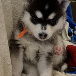 Girl orange collar - Black and white female Pomsky puppy in Leesburg, Virginia from Capital Pomsky