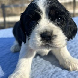 Jubilee - Black white and tan Cocker Spaniel puppy in Warrensburg, Missouri from Hirt House Saints