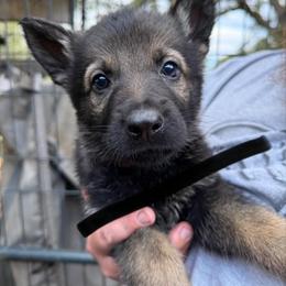 A1-7 Sable Boy - Mr. Black - Sable male German Shepherd puppy in Lincoln, California from Valor-K9s