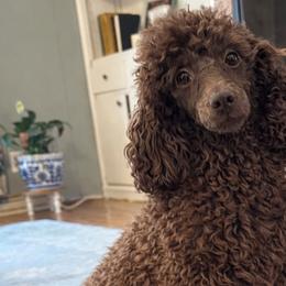 Brownie - Poodle
