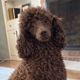 Brownie - Poodle