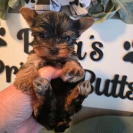 Rowan - Black and tan female Yorkshire Terrier puppy in Clermont, Florida from Bella's Prissy Butts