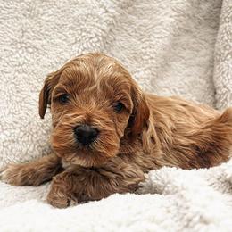 Bella - Apricot female Goldendoodle puppy in Temecula, California from Country Hills Doodles