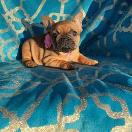 Australian Shepherd and French Bulldog Puppies from Golden Oak Gypsy