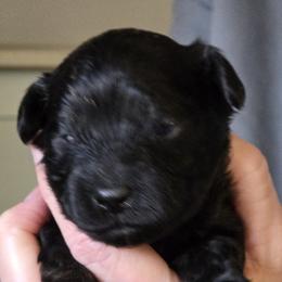 Boy 2 - Black male Poodle puppy in La Pine, Oregon from Happier with Dogs