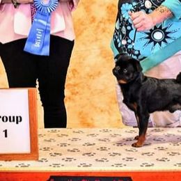 Boxers and Brussels Griffons from GN Canine Crew