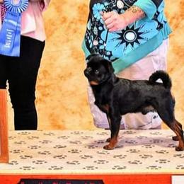 Boxers and Brussels Griffons from GN Canine Crew
