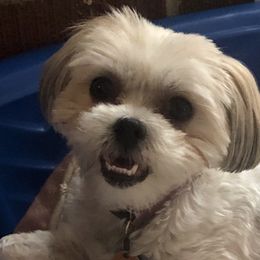Shih Tzus from Famous Ollie's