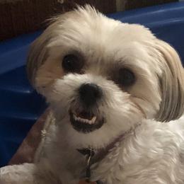 Shih Tzus from Famous Ollie's