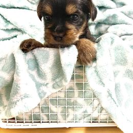 Yorkshire Terrier Puppies from K’s Yorkies