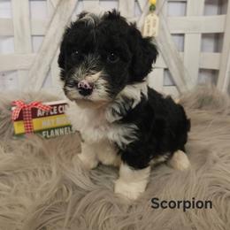 Scorpion - Black and white male Sheepadoodle puppy in Farley, Iowa from Iowa's Doodle Co.
