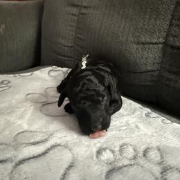 Poodle Puppies from Foxy Poodles