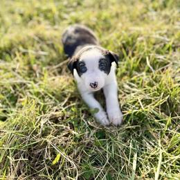 Rickis - Black and white male Border Collie puppy in Owenton, Kentucky from Three16 Ranch
