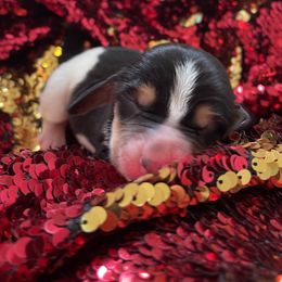 Girl 1 - Black tan and white female Basset Hound puppy in Woodruff, South Carolina from LONG EARS FARM AKC BASSET HOUNDS