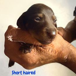 Rolo - Chocolate and tan male Dachshund puppy in South Fulton, Tennessee from Stiles' Heartfyre Dachshunds