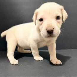 Yellow collar (straw cane corso) - Red female Cane Corso puppy in Snellville, Georgia from A Really Good Kennel
