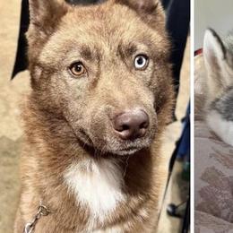 Siberian Huskies from Sophia Aultman