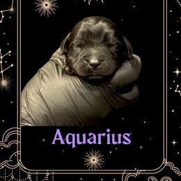 Aquarius - Black female Newfoundland puppy in Tully, New York from Bear Paw Newfoundlands