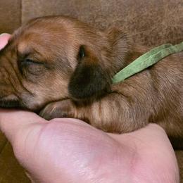 Green Collar Female - Fawn (isabella) and tan female Dachshund puppy in Otto, North Carolina from Windy Ridge Dachshunds