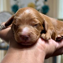 Orange Collar Male - Red male Cavapoo puppy in Palm Beach County, Florida from Benji’s Cockapoos