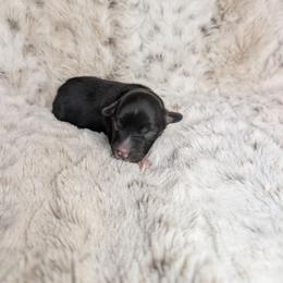 Zeus - Black tri male Miniature Australian Shepherd puppy in Bend, Oregon from Wonderland Aussies