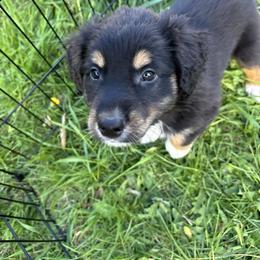 Baloo - Black tri-color Australian Shepherd puppy in Chippewa Falls, Wisconsin from Chippewa Falls Aussie Paws