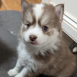 Jimmy Neutron - Red and white male Pomsky puppy in Charlotte, Michigan from Moore Pomskies
