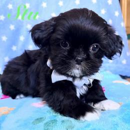 Stu - Black male Shih Tzu puppy in Hemet, California from Aloha Shih Tzu