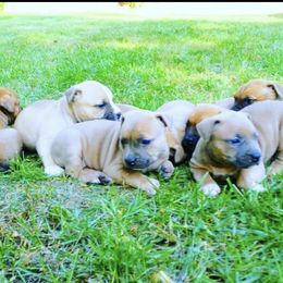 American Bullies from PlayHouse Bullies