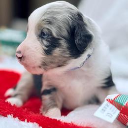 Blue collar with tail - Blue merle male Miniature Australian Shepherd puppy in 32046, Florida from River Hill Ranch