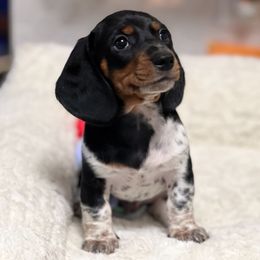 Boy 1 - Dachshund puppy from Wildflower Weenies