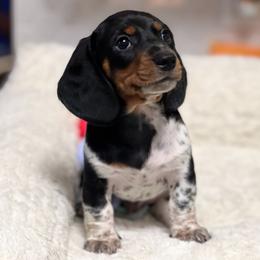 Boy 1 - Dachshund puppy from Wildflower Weenies