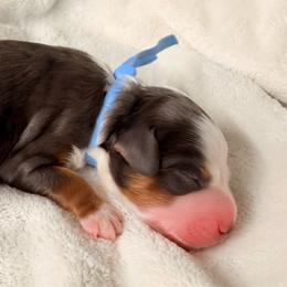 Boy 4 - Merle male Bernedoodle puppy in Sandy, Oregon from MC Doodles