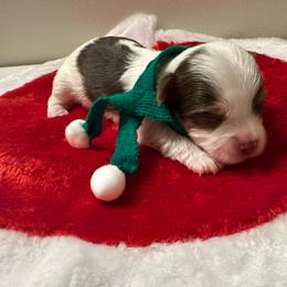 Marble-Green collar - Parti male Yorkshire Terrier puppy in Selden, New York from Alisha's Yorkshire Terriers