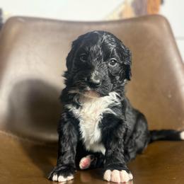 Angel - Black and white female Bernedoodle puppy in Bellevue, Iowa from Blended Acres & Kennels