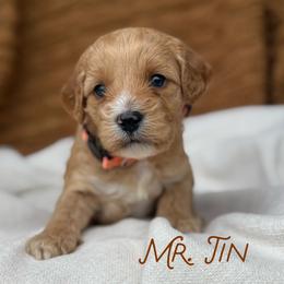 Mr. Tin - Apricot male Cavapoo puppy in Sacramento, California from Dandy Doodles Goldendoodles