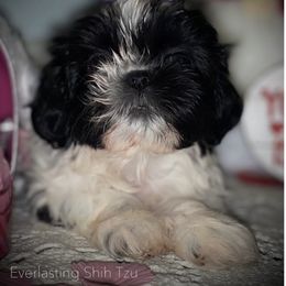 Girl 2 - Shih Tzu puppy in Ft Mc Coy, Florida from Everlasting Shih Tzu
