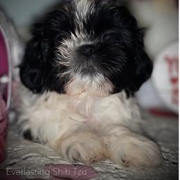 Girl 2 - Shih Tzu puppy in Ft Mc Coy, Florida from Everlasting Shih Tzu